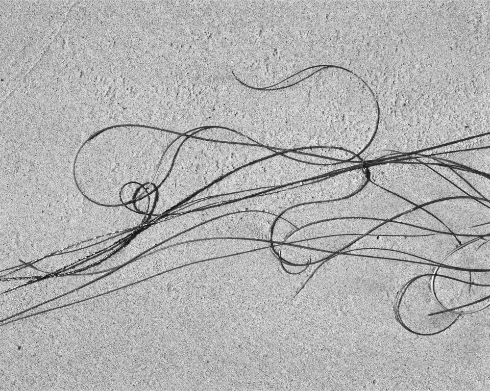 Sea Etchings