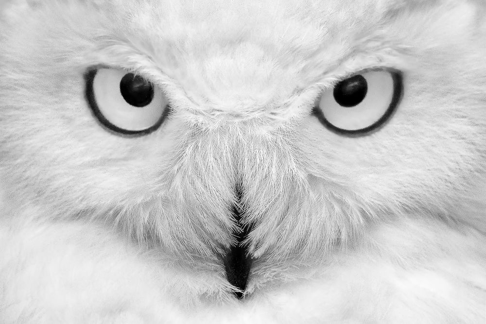 Nord et Blanc - White and Light