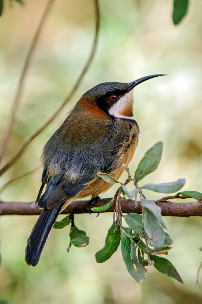 Birds of Australia
