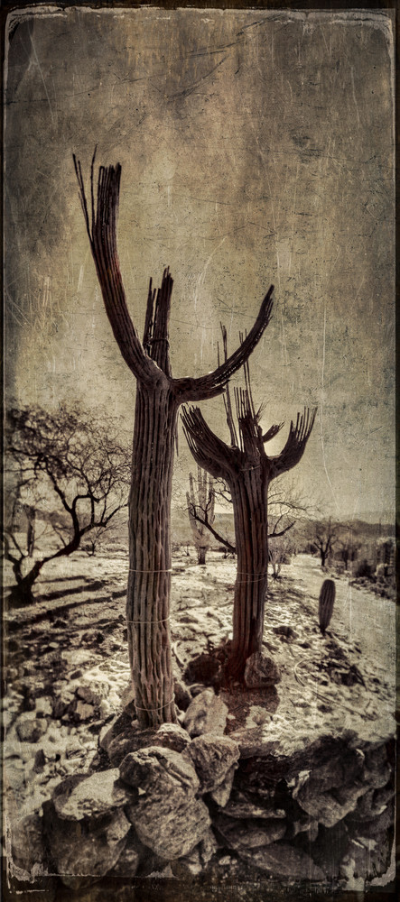 Cactus in the Desert