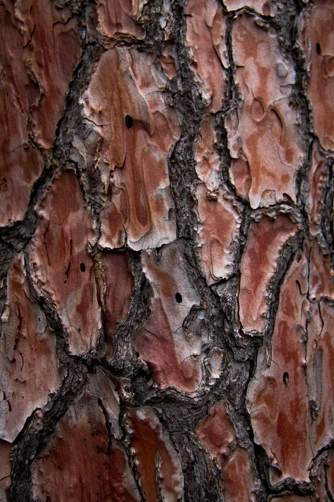 Texture in nature