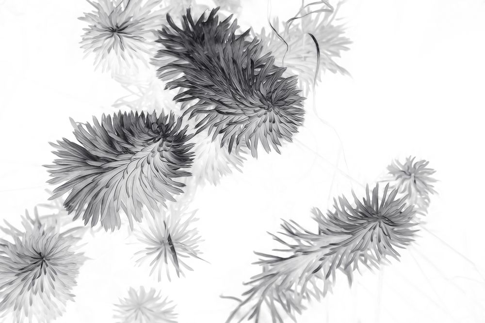 Attentiveness - Theme 5/7: Plants