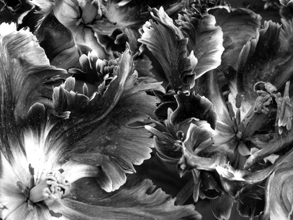 "I MUST HAVE FLOWERS, ALWAYS, AND ALWAYS."   Claude Monet 