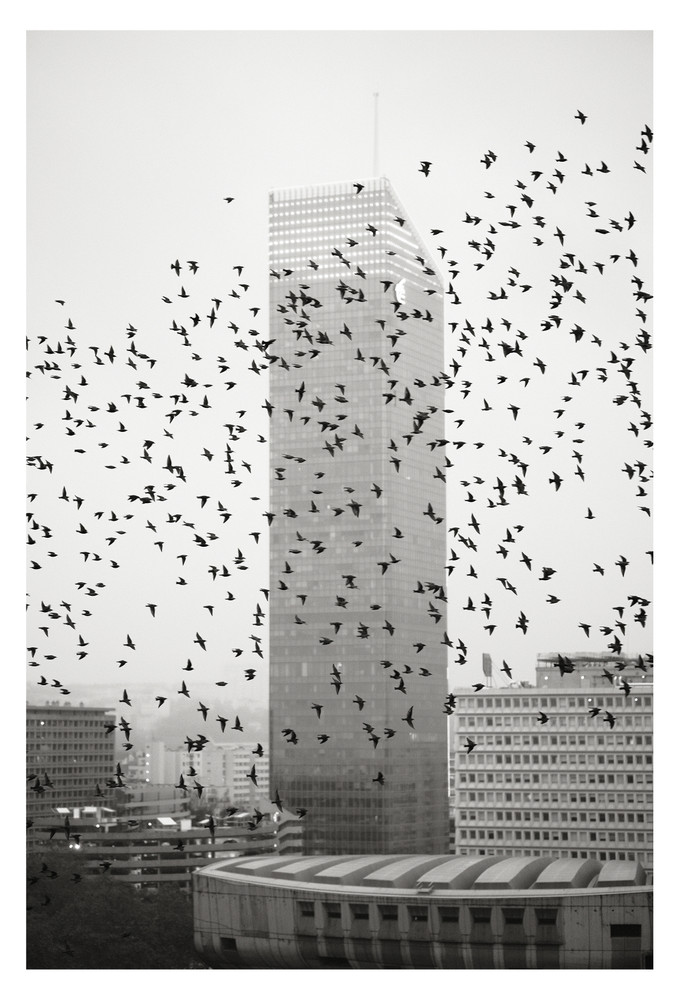 The Migration
