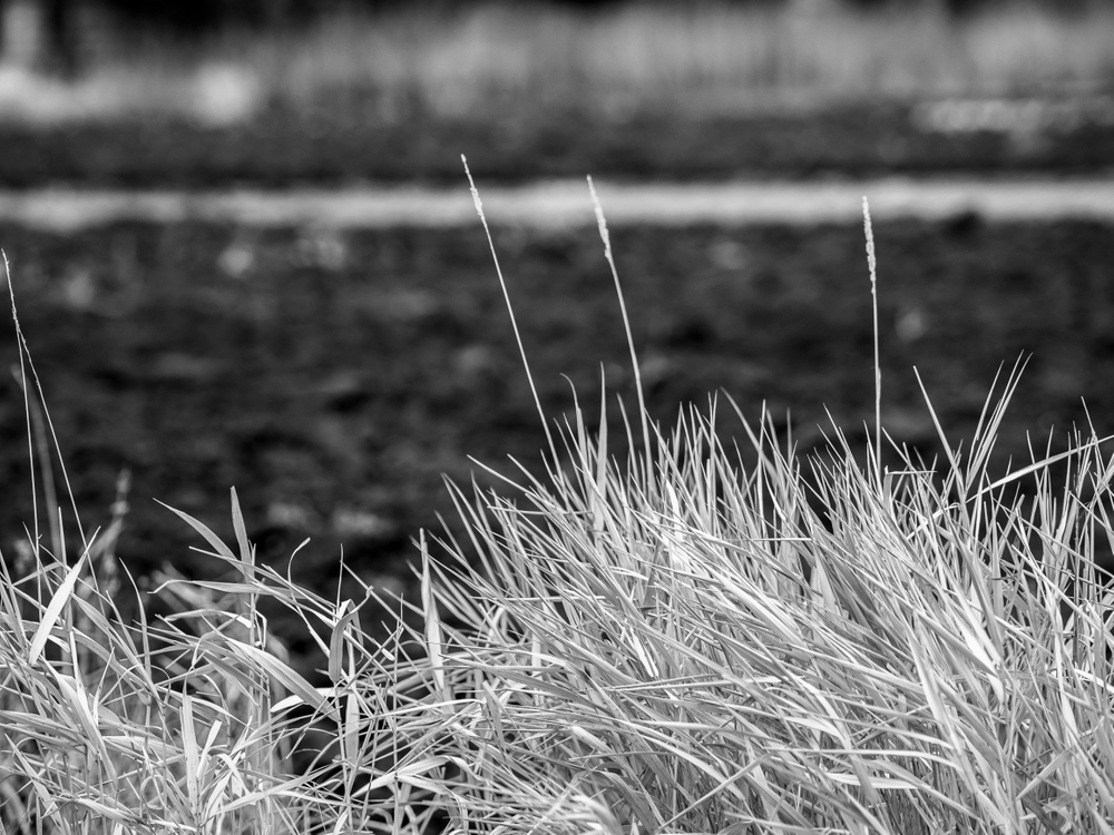 Perspectives in grass