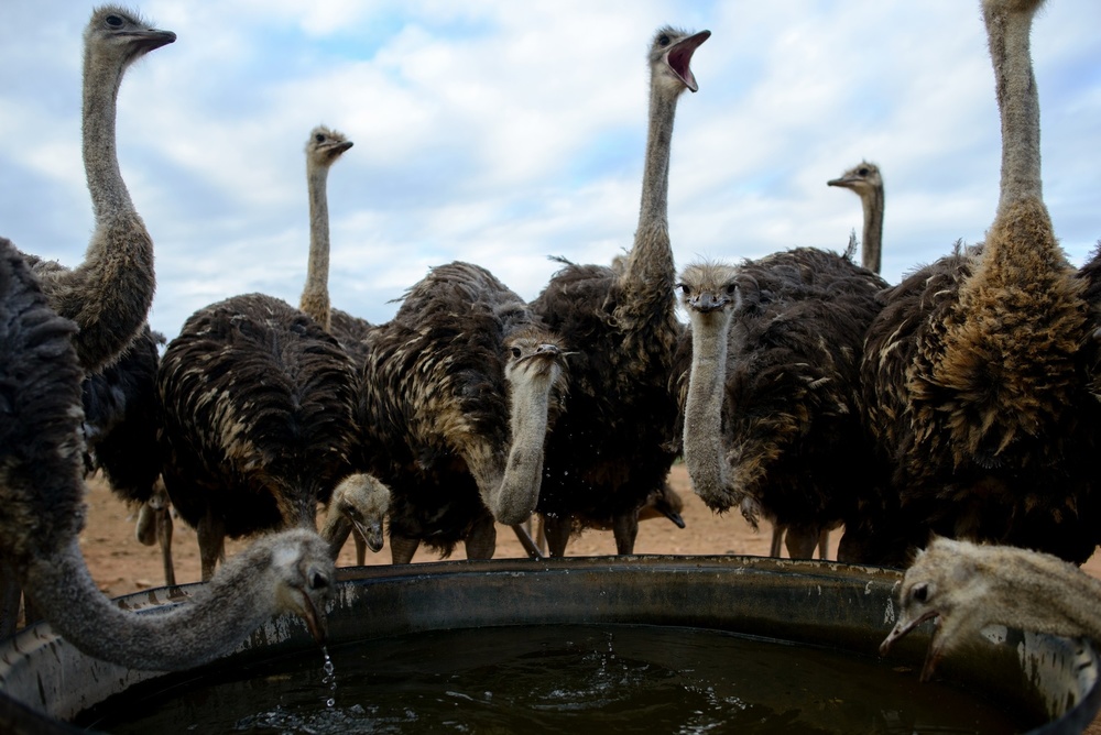 Ostrich Town