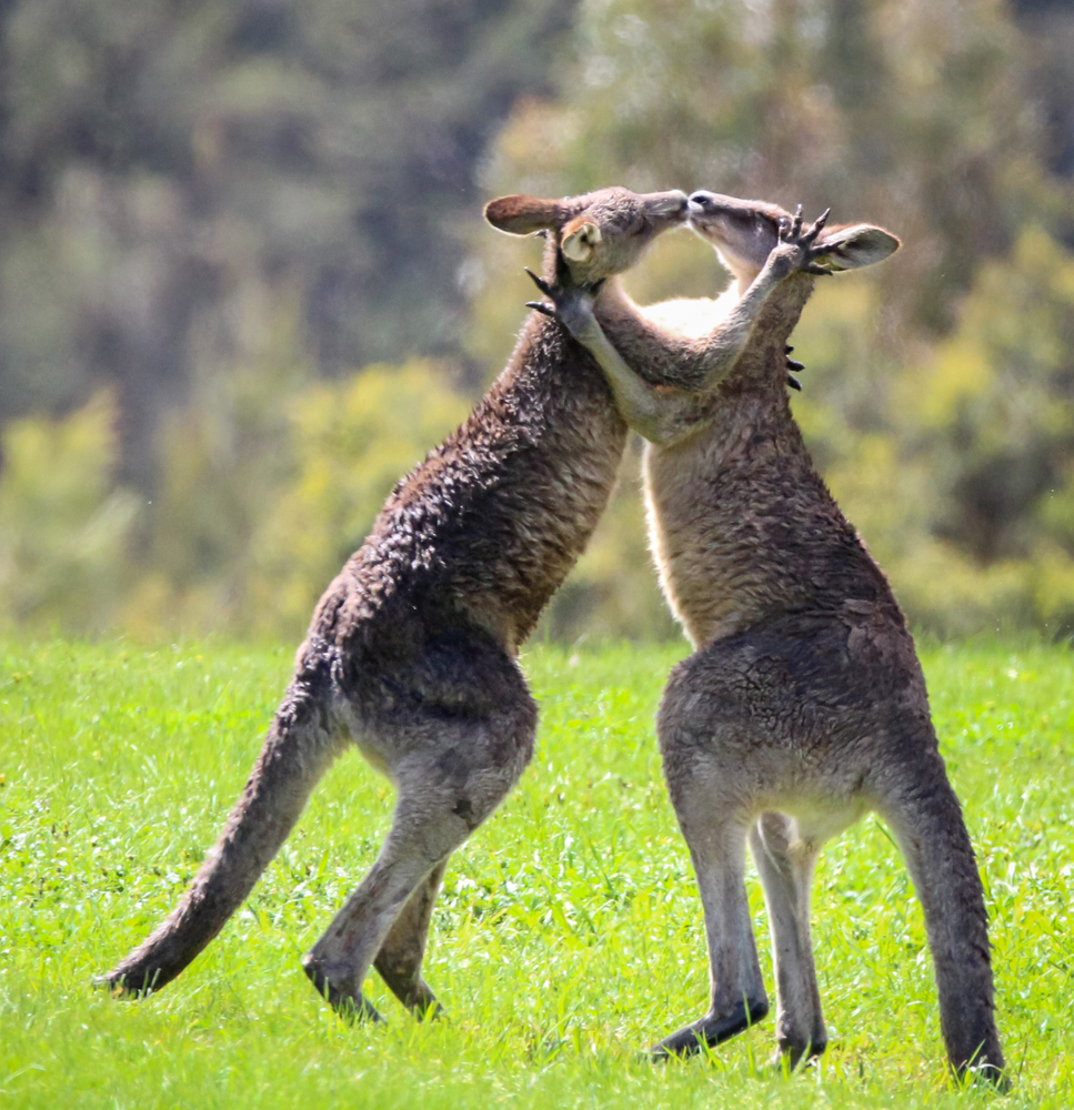 Australian Wildlife