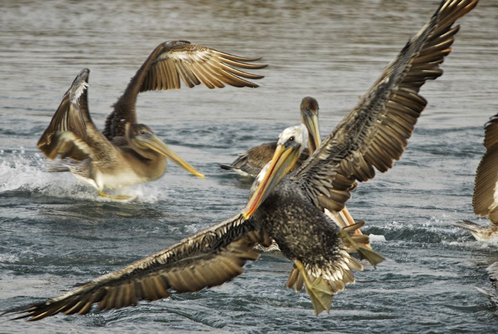 'Birds --Marine Birds of California and Other Marine Scenes' (Color)