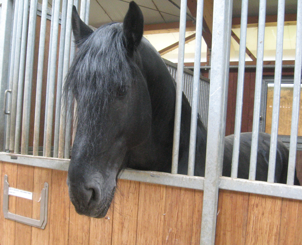 Horses