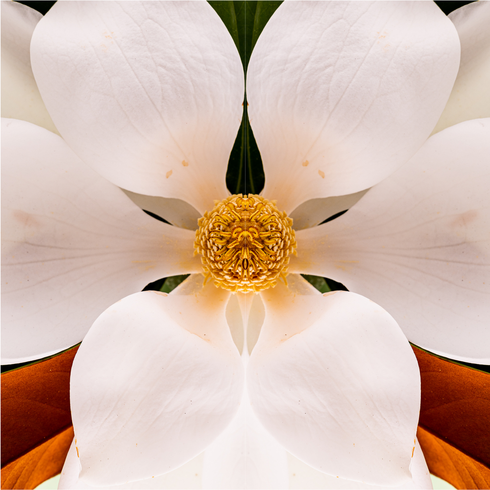 Gently Surreal Flowers