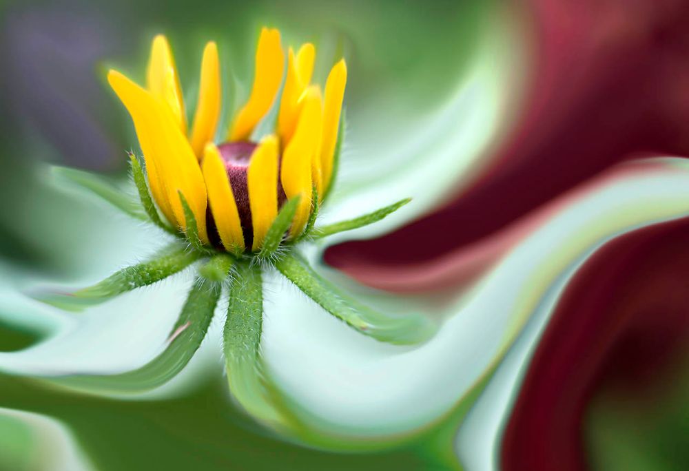 Beauty Absorbed