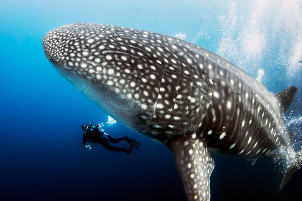 Whale Shark Photobomb