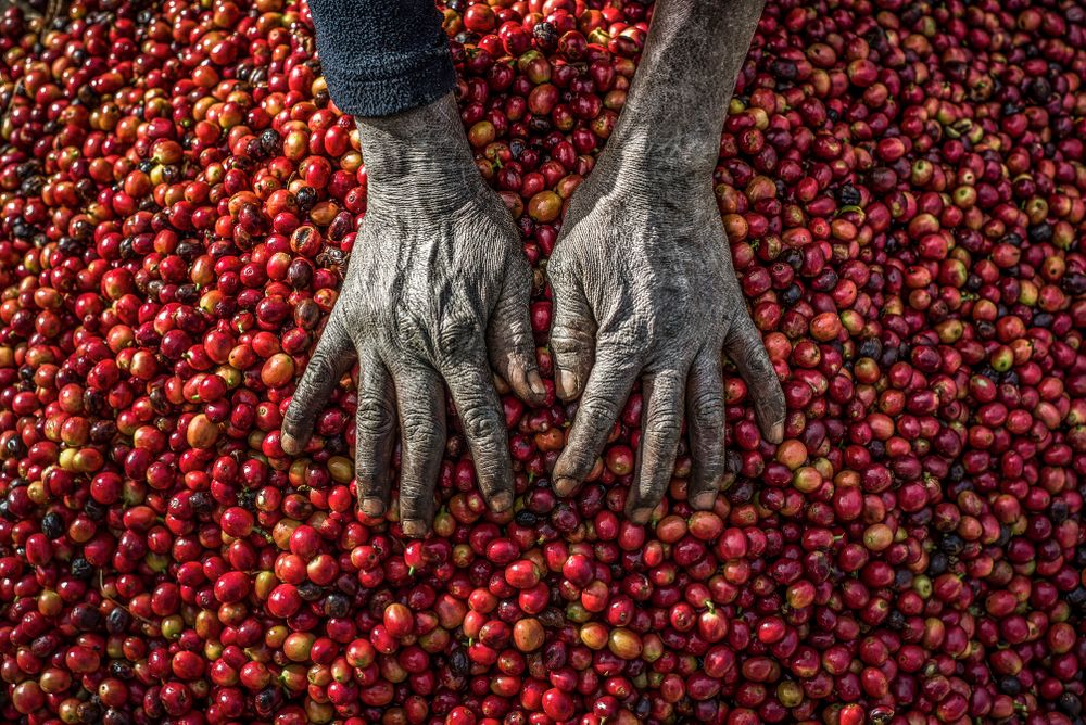 Harvest season at Coffee farm
