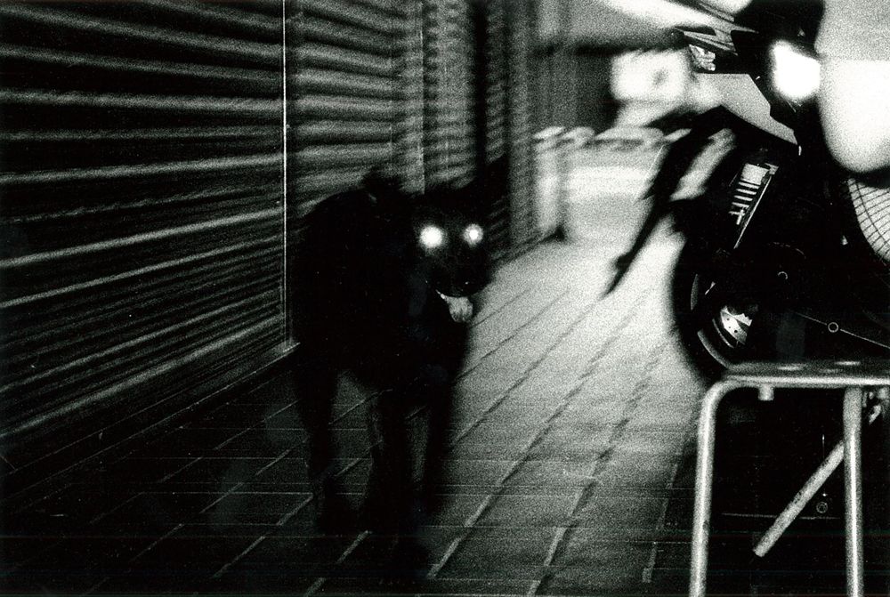 狗(dog)