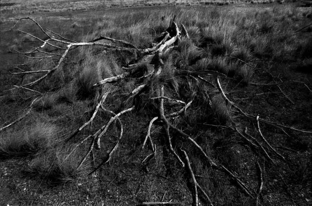 Crow look good in dead tree / 枯木にはカラスが似合う