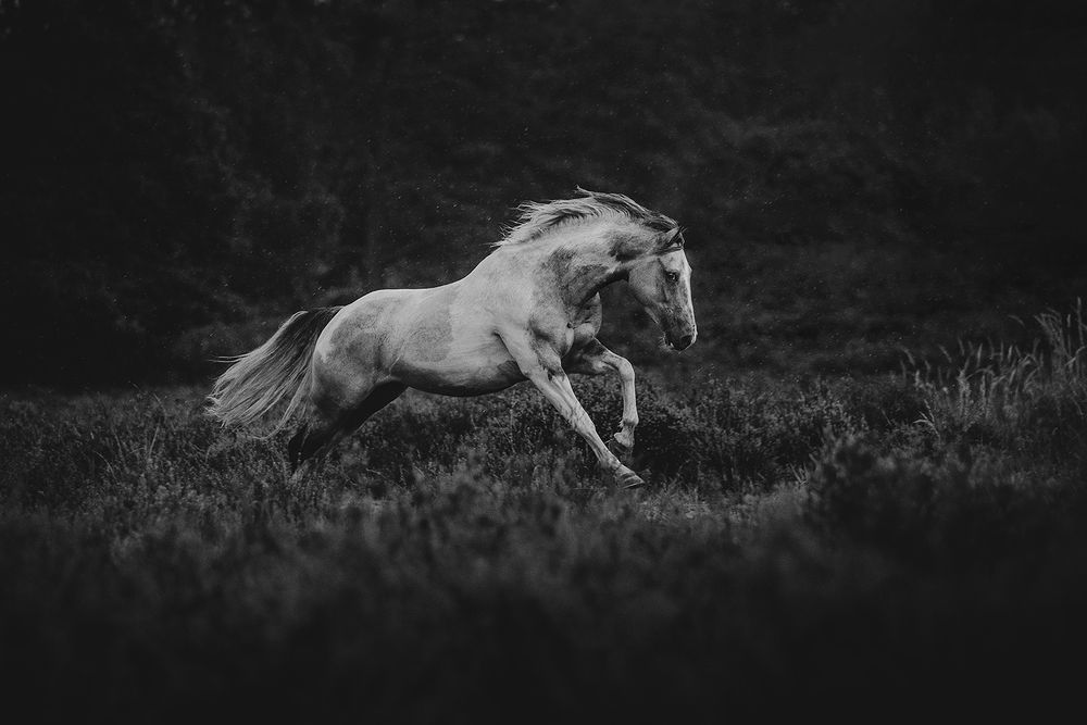 Anna Panke equine reflections LensCulture