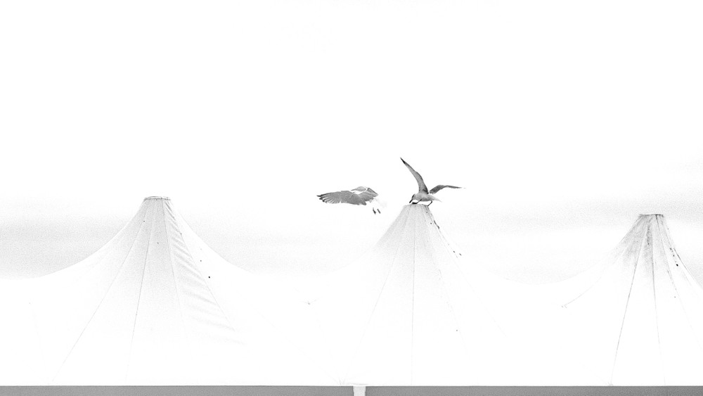 Livorno: Seagulls & People