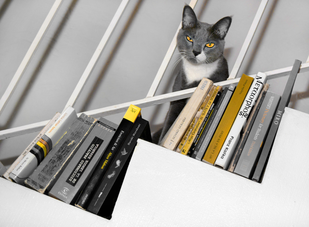 The cultured cat