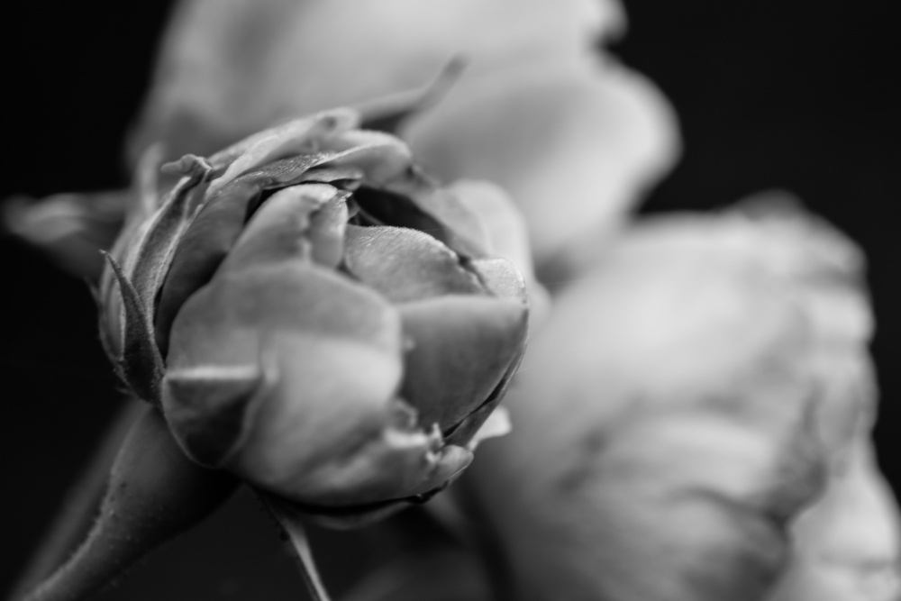 Spiris-Libitus