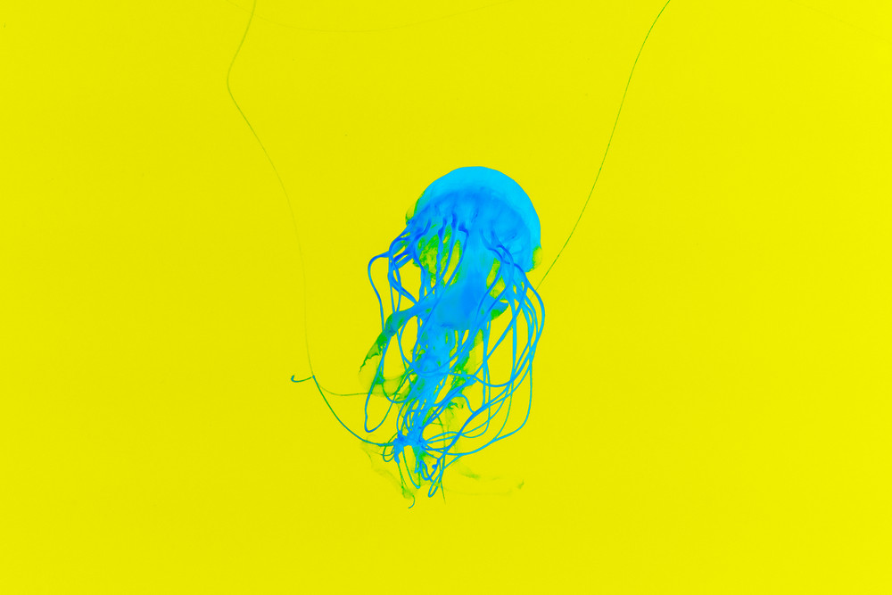 Abstract Expressionism Jellyfish