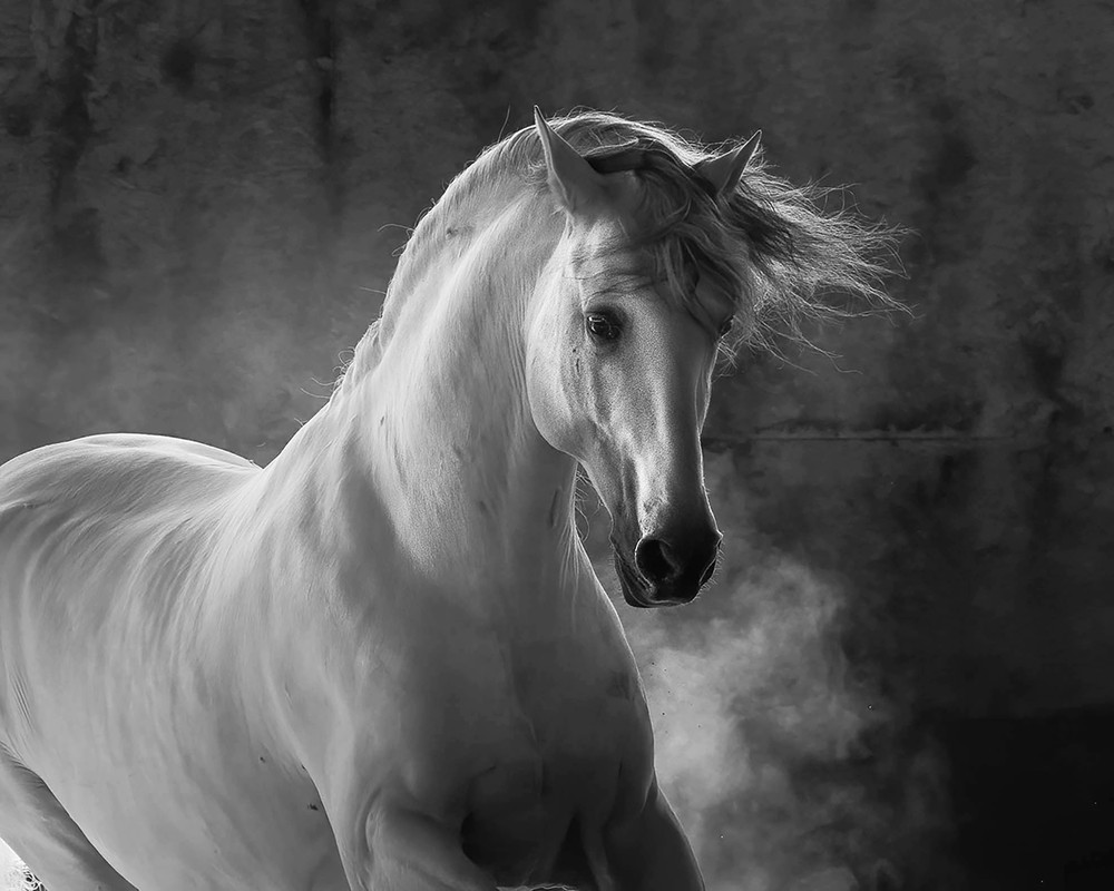 Karen Cohen Horses and owls in black and white LensCulture