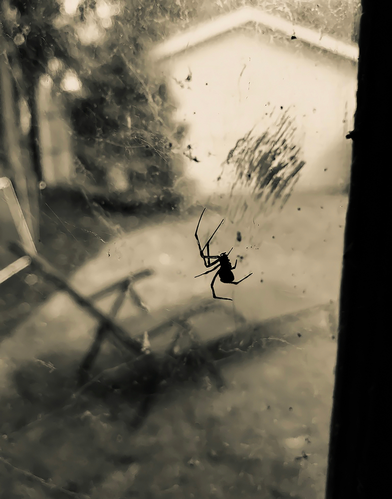 Garage Spider