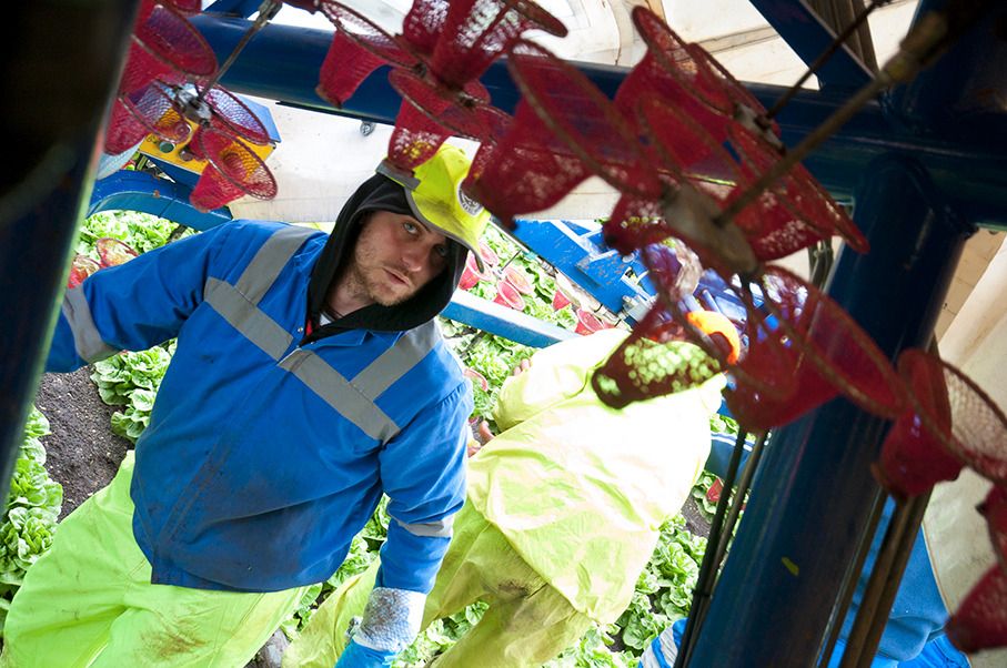 East Meets East: eastern Europeans in East Anglian mega farms.  
