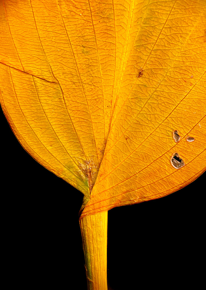 The Diversity of Decay