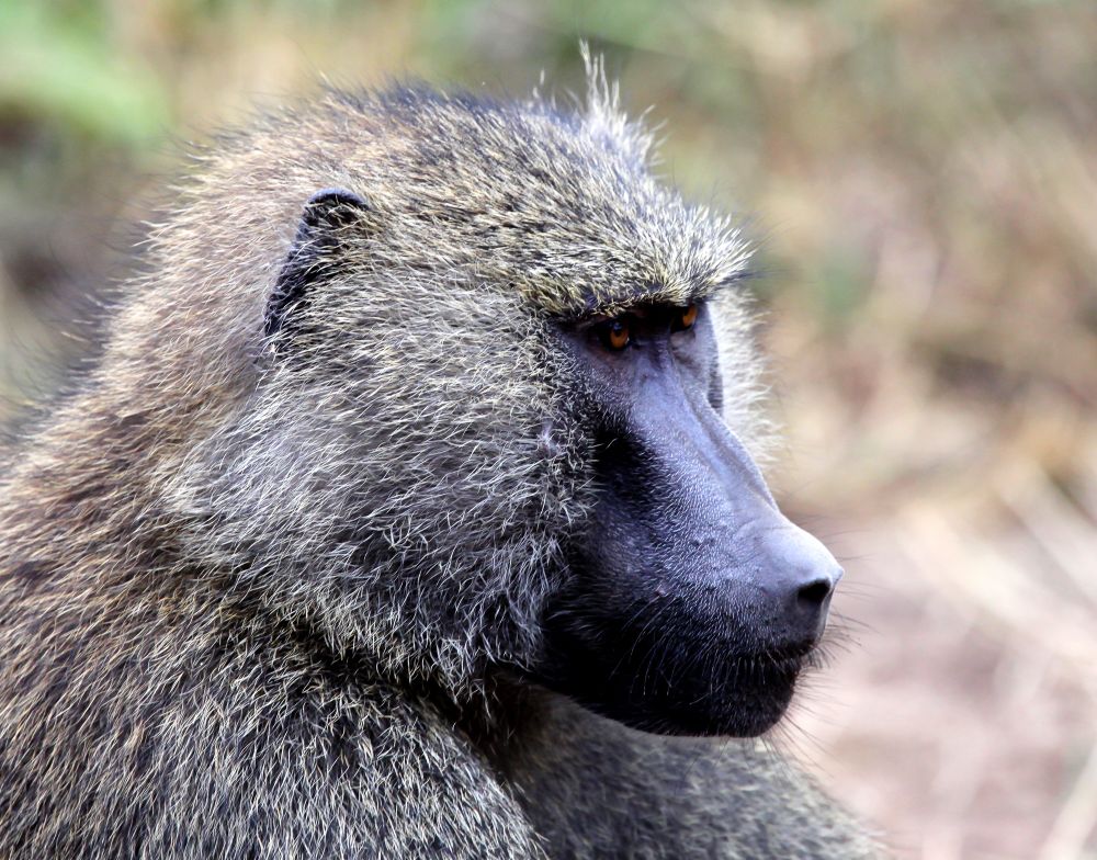 African Wildlife