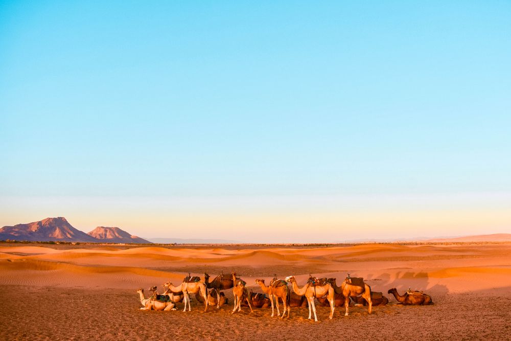 Blue skies and red sands, another day in a sahara desert oasis