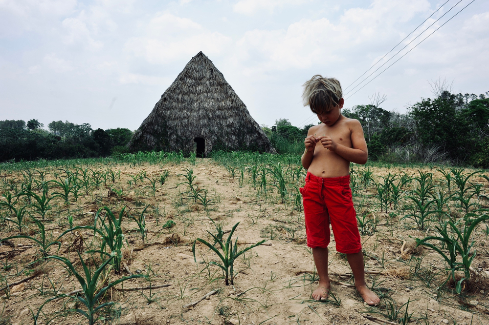 The tobacco grower