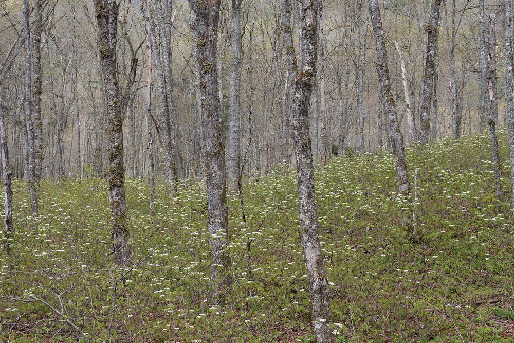 Forêt Laurentienne