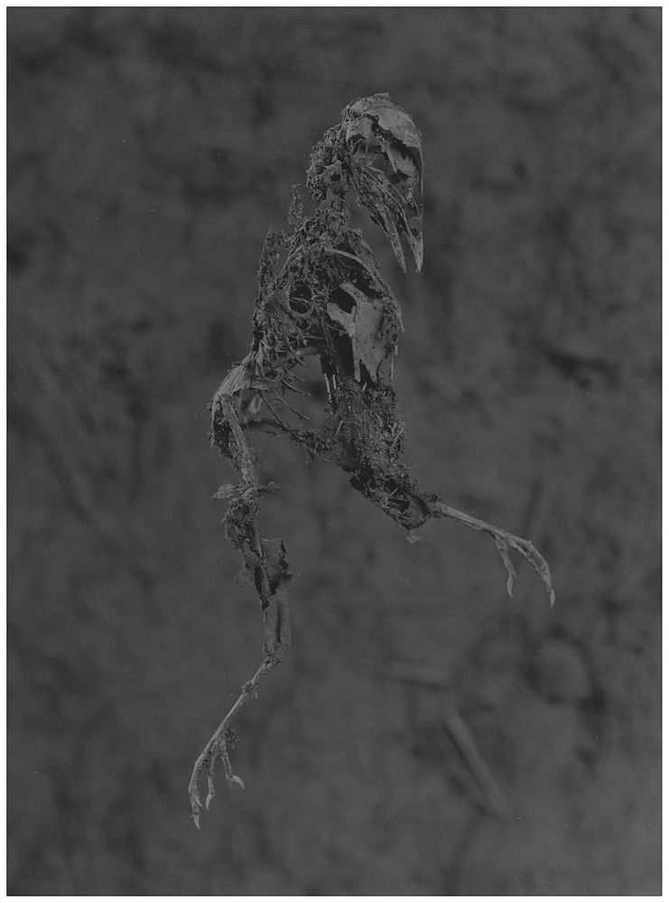 Reincarnated mummies,