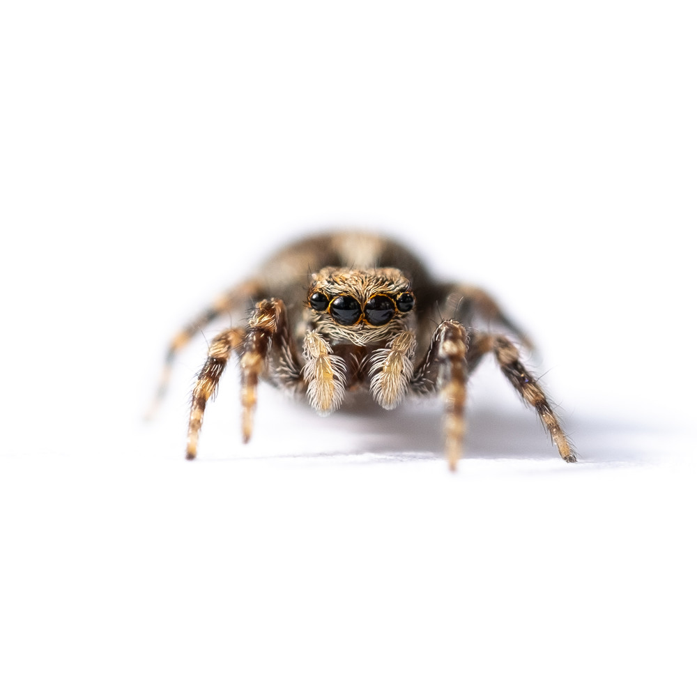 Ces créatures qui vivent chez nous