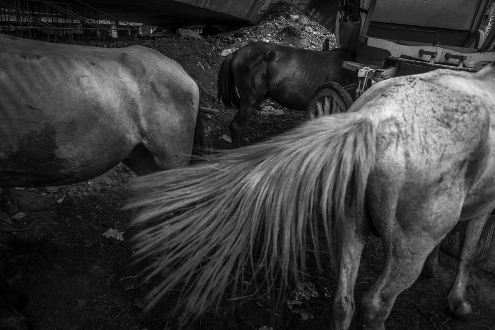 Horses of the street 