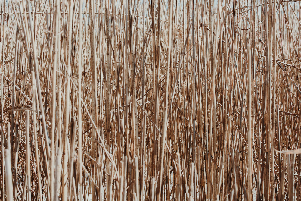 Straws. Salmi.