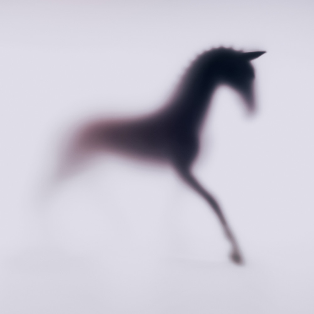WILD LENS – HORSES