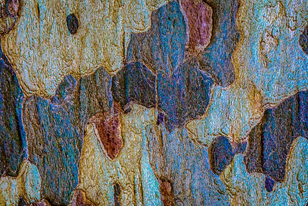 Siwan Bessie - Nature en abstraction | LensCulture