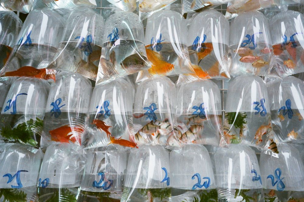 The Colourful Goldfish Market on Tung Choi Street, Hong Kong