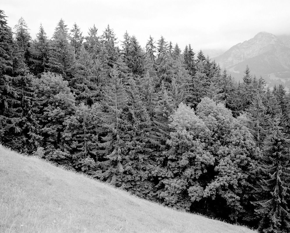 Pines