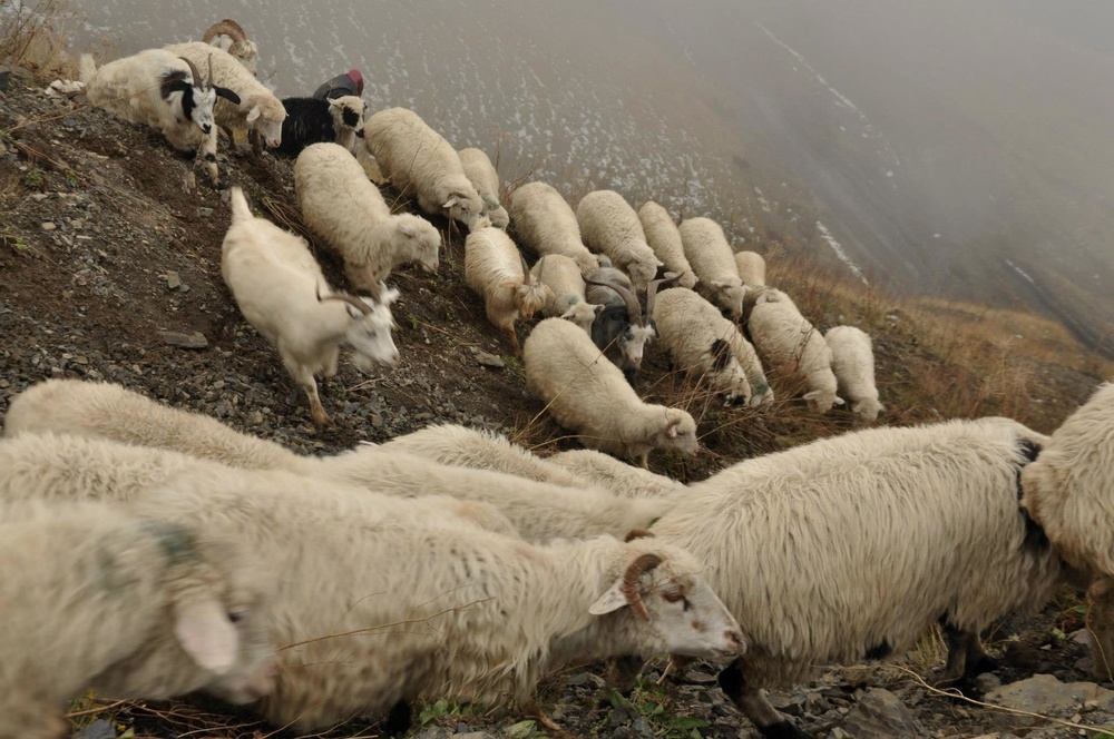 Sheep-breeding, Tusheti Georgia 2012