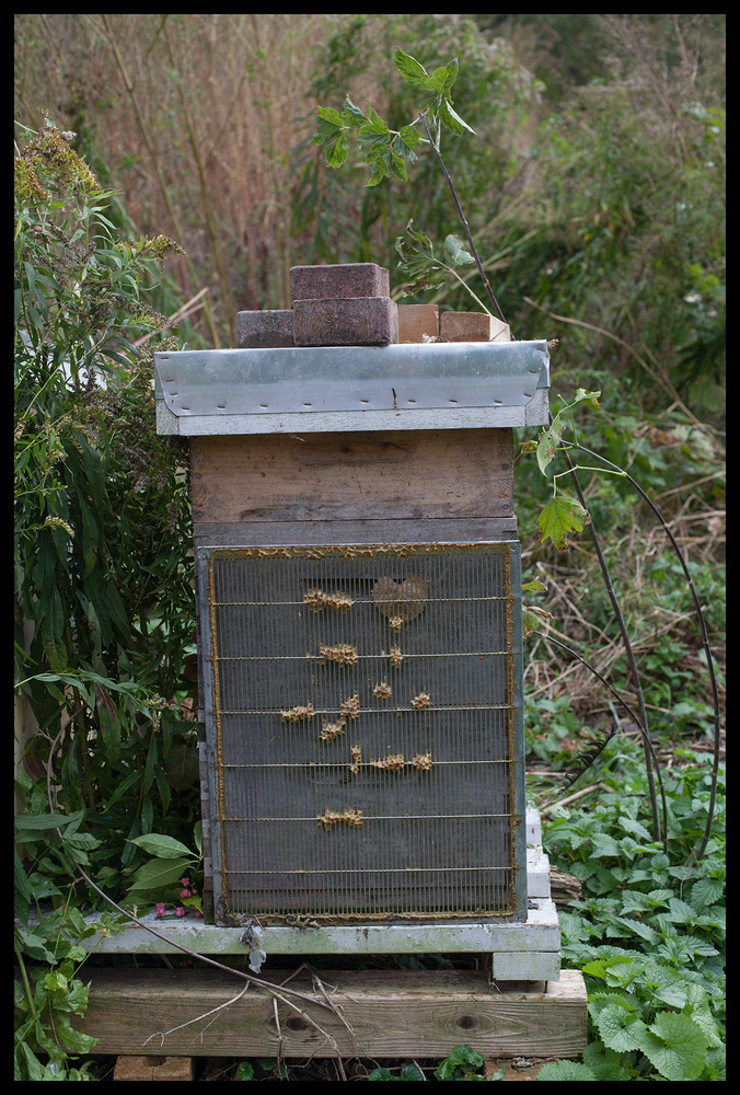 Bee Hives