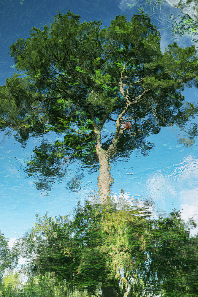 reflexes