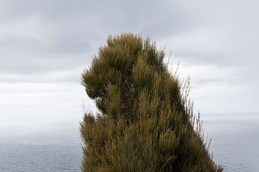 L'illa (The island)