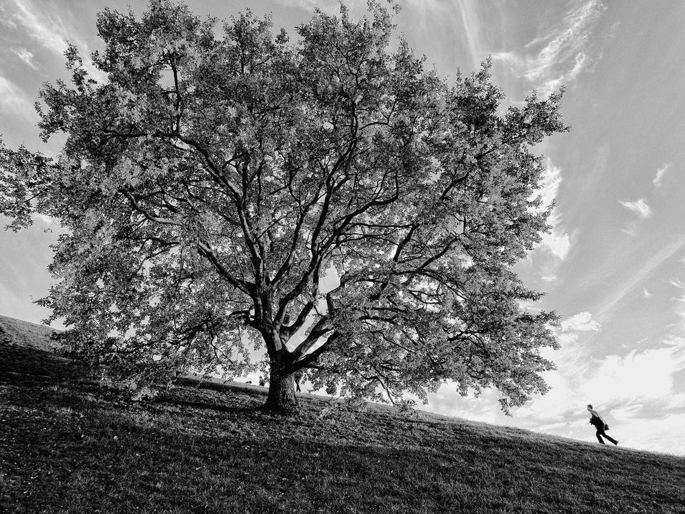 lifetime around trees