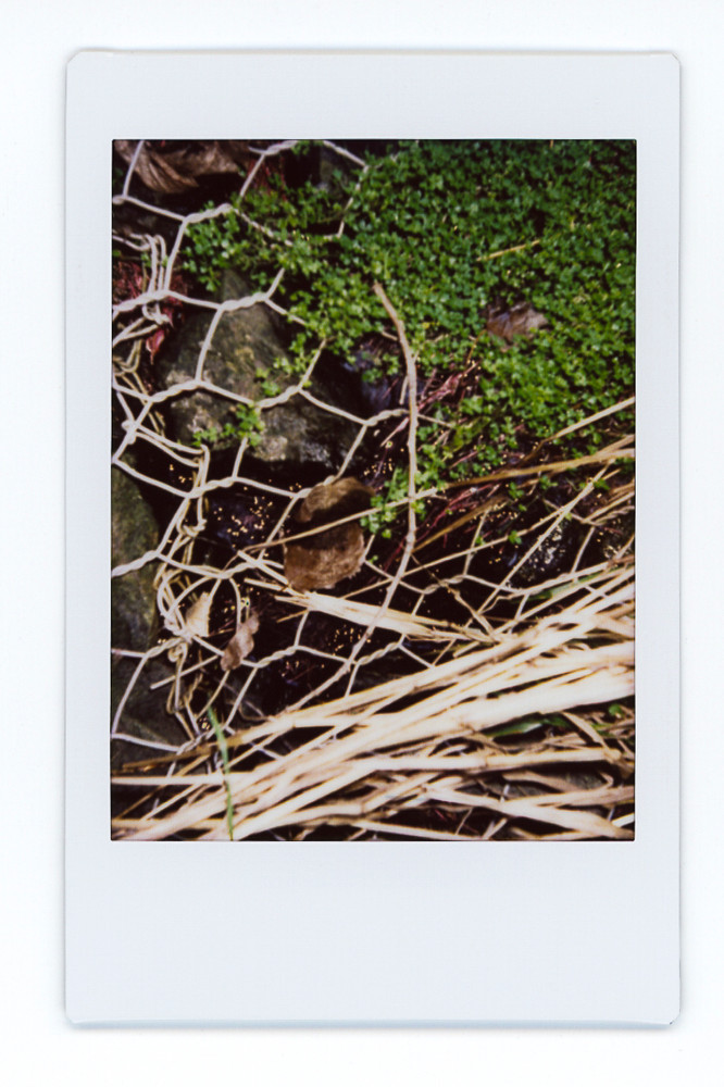 Trace - (Wakaaranga Creek)