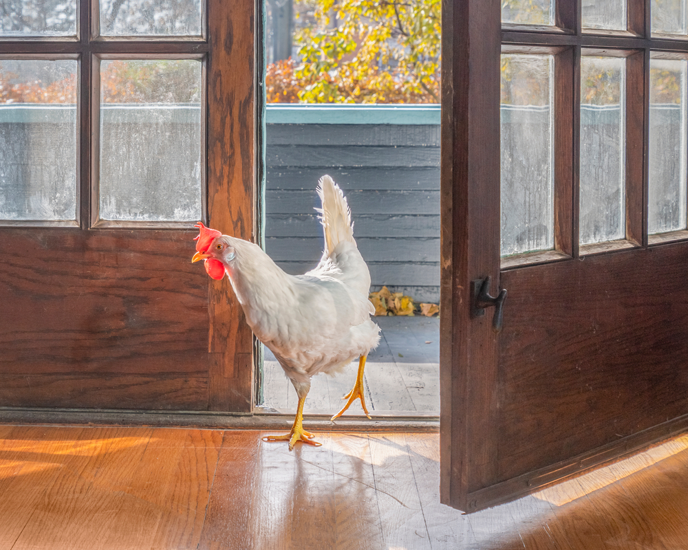 Rescued Chickens at Home
