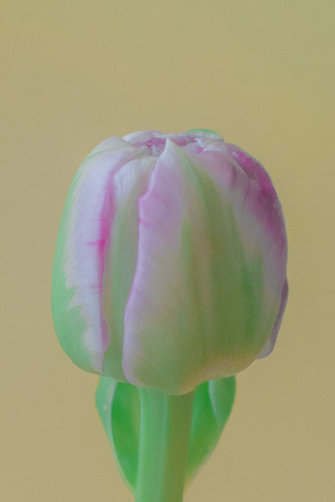 Music in flowers