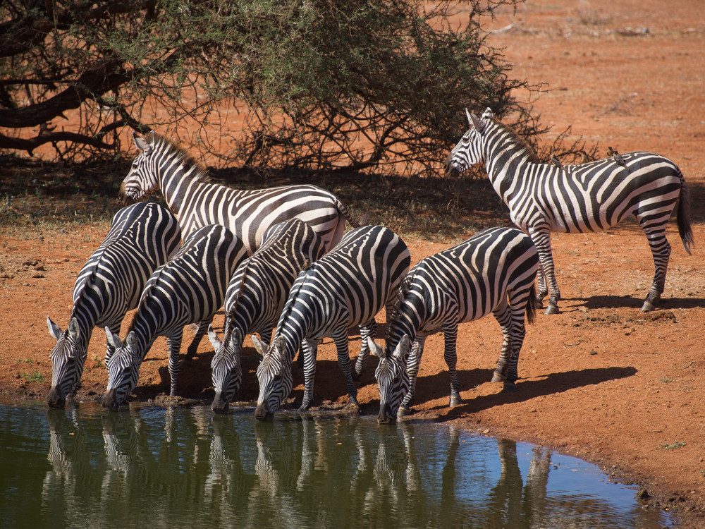 Kenyan wildlife