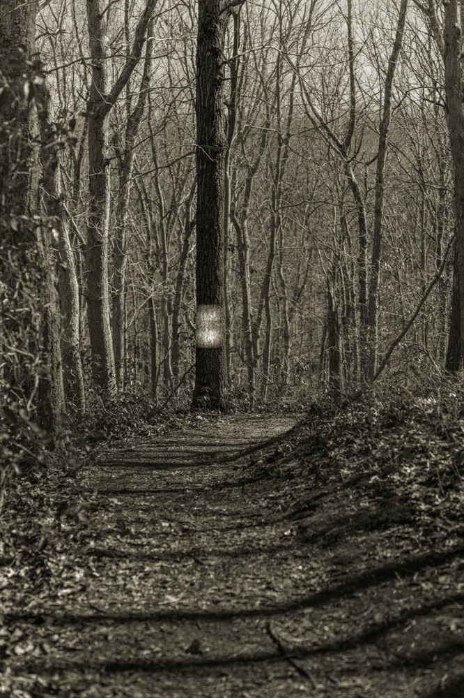 Lines In Nature